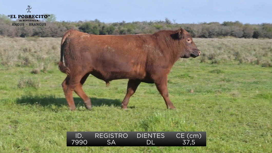 Lote 3 Toros Angus SA a remate en El Pobrecito, Durazno