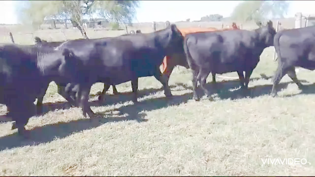 Lote 40 Vacas nuevas y Vaq C/ gtia de preñez en Magdalena, Buenos Aires