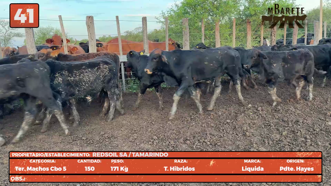 Lote LOTE 41