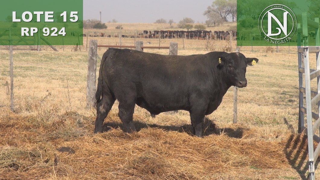 Lote TORO PC ANGUS NEGRO - RP 924