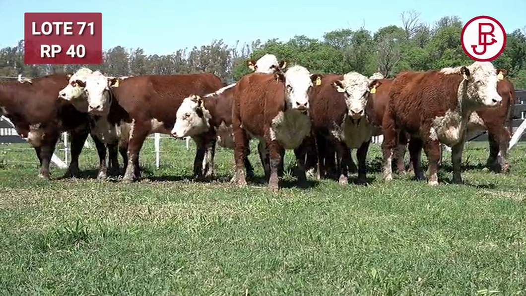 Lote VAQUILLONAS PREÑADAS Polled Hereford -PARICION OTOÑO 2024-