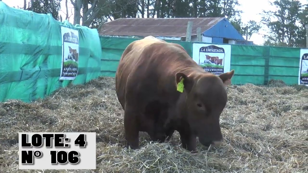 Lote 2 Toros a remate en Toros para Vaquillonas - La Empastada, Durazno