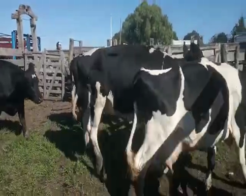 Lote 10 Vaca HOLANDO 620kg - , San José
