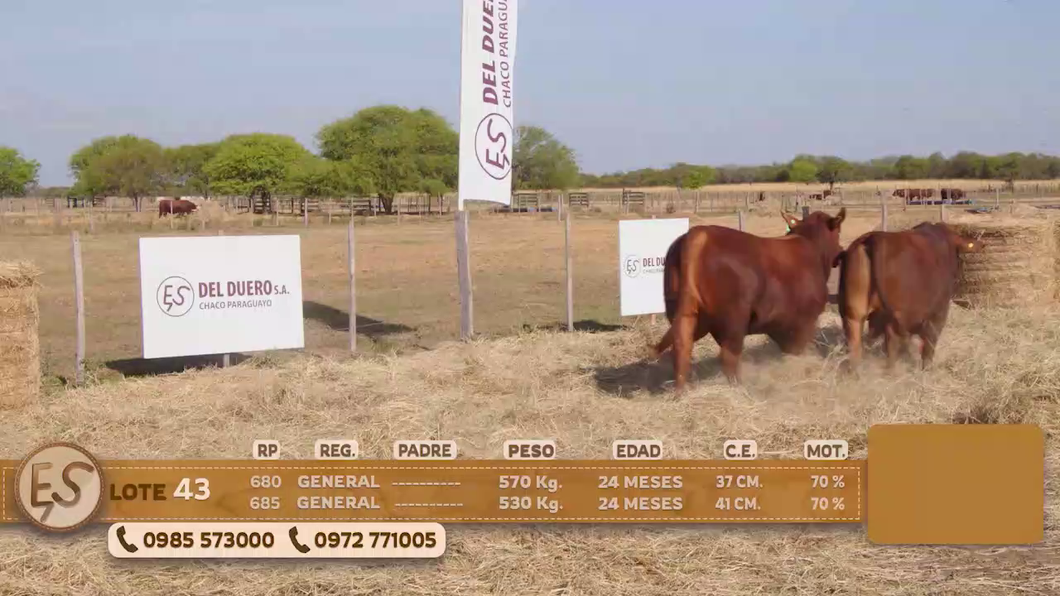 Lote Toro