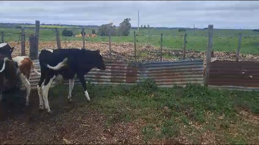 Lote 10 Novillos HOL-CRUZA a remate en 9° Entre Martillos 140kg -  en MUNDO AZUL