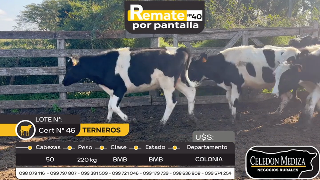 Lote 50 Terneros en Colonia