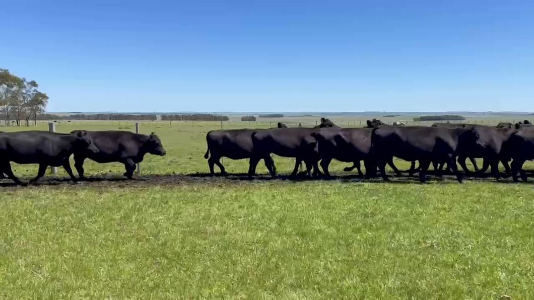 Lote 35 Vientres Preñados a remate en Remate anual Cabaña Macedo, Artigas