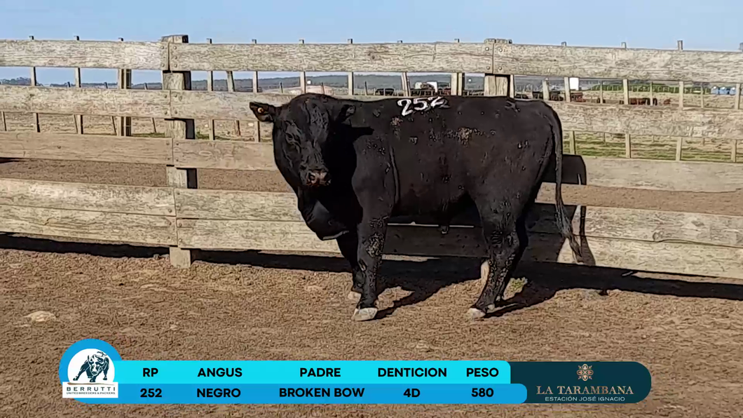 Lote Toros Angus a remate en Los Clase A 580kg - , Rocha