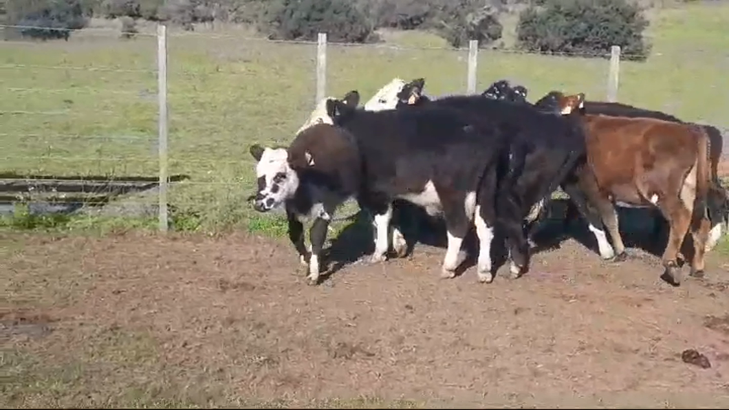 Lote (Vendido)8 Terneros y Terneras CRUZAS a remate en #46 Pantalla Carmelo 120kg -  en PASO HOSPITAL