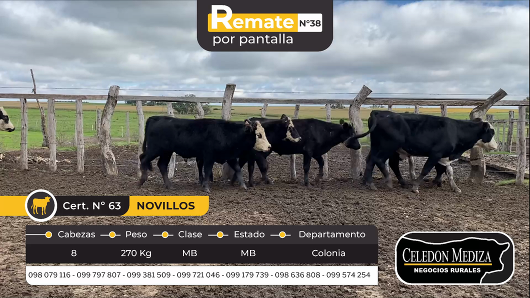 Lote 8 Novillos en La Horqueta, Colonia