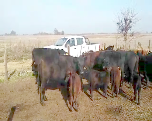 Lote 18 Vacas medio uso con garantía de preñez en Pehuajó, Buenos Aires