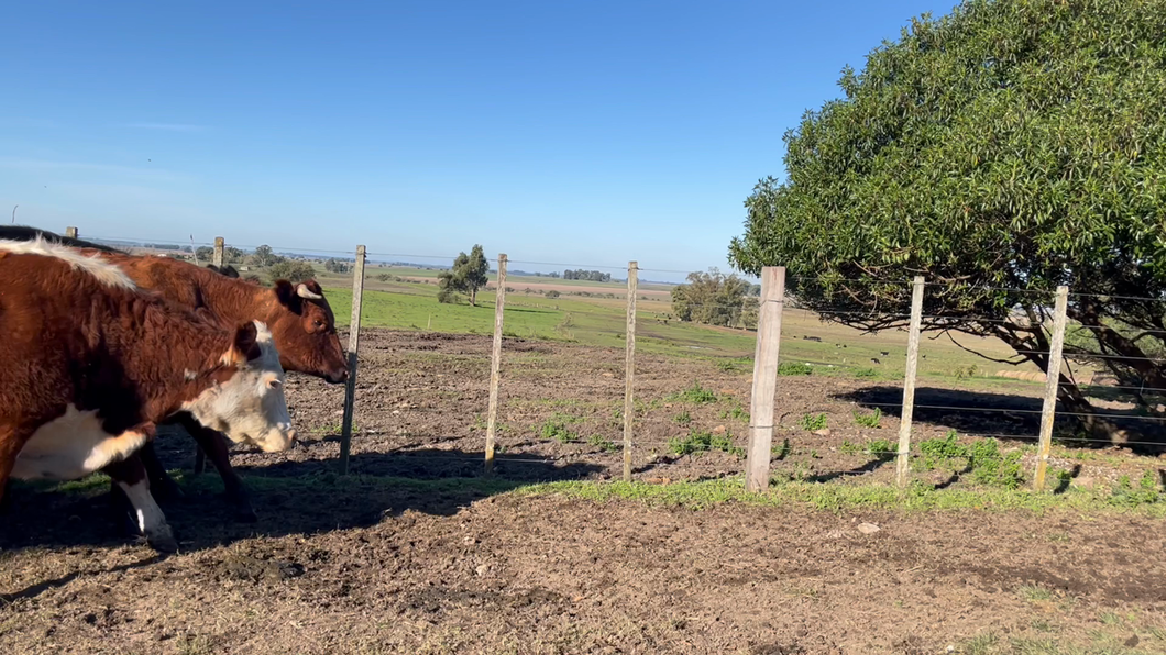 Lote VACA DE INVERNADA