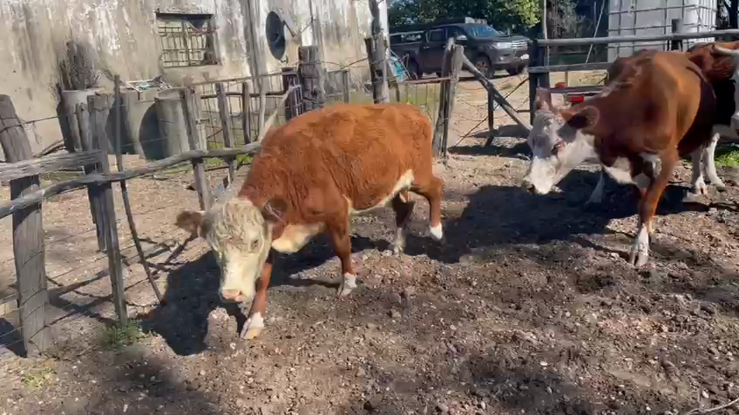 Lote 4 Vacas de Invernada HEREFORD a remate en Pantalla - Luis Zaldua 370kg -  en HIPODROMO SALTO