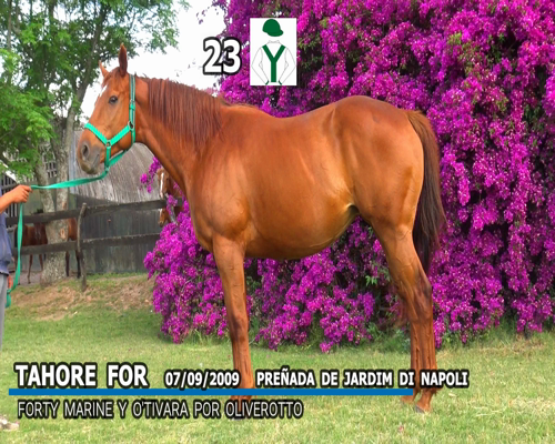 Lote TAHOE FOR