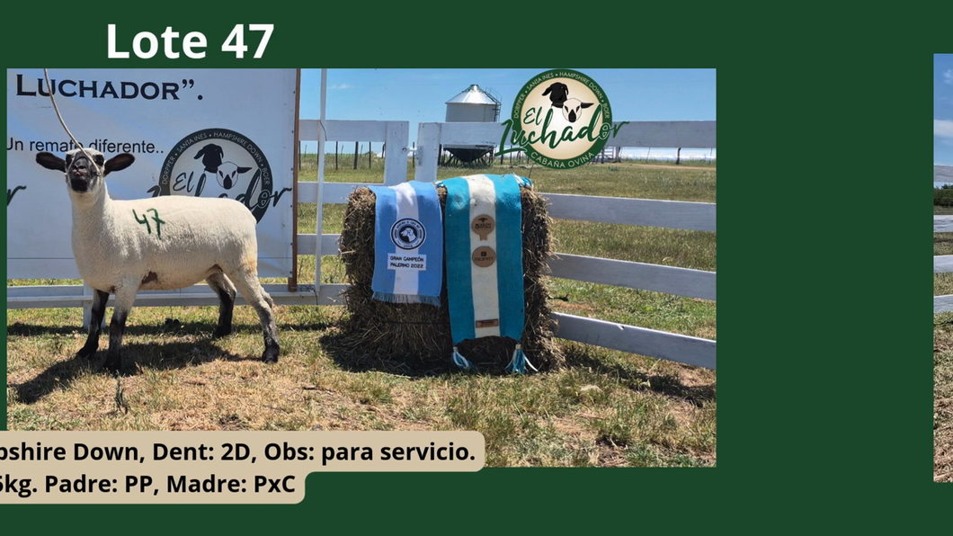 Lote PxC
