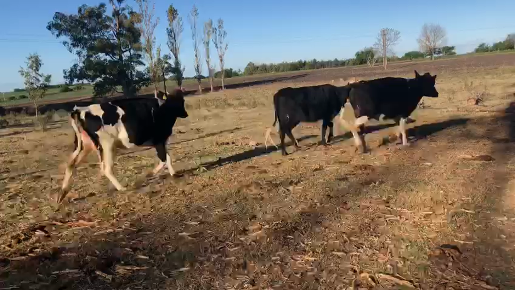Lote 3 vacas holando