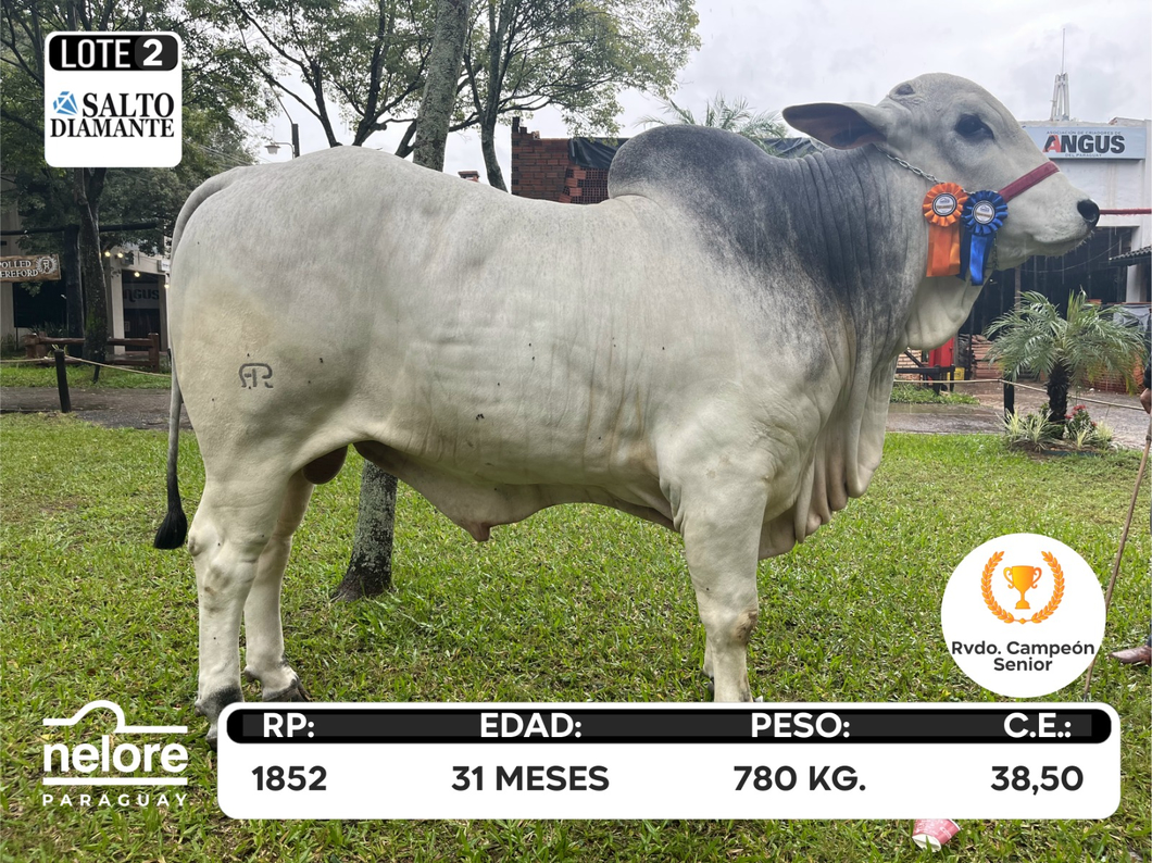 Lote LOTE 2