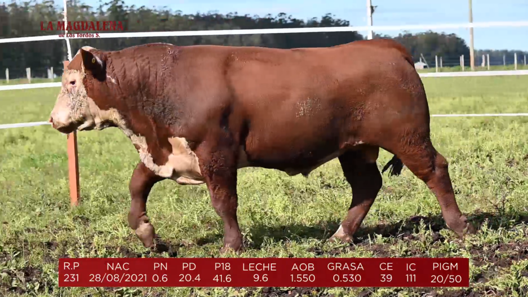 Lote Brete 13 - Polled Hereford