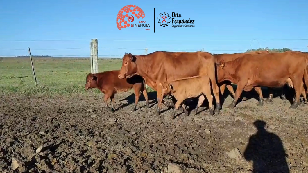 Lote Lote 24