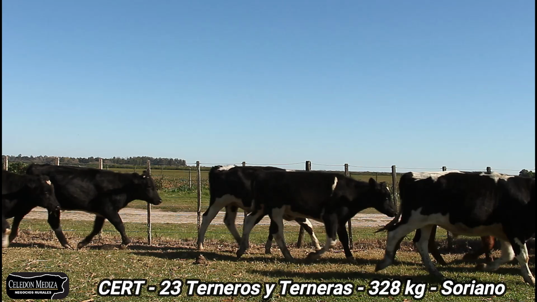 Lote 23 Terneros y Terneras en Agraciada, Soriano
