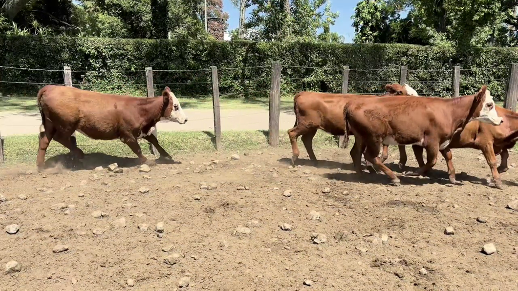 Lote TERNERAS