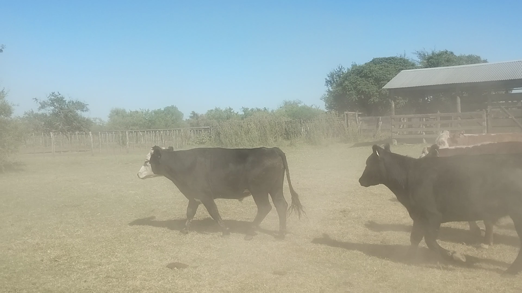 Lote 75 Novillos y Novillitos