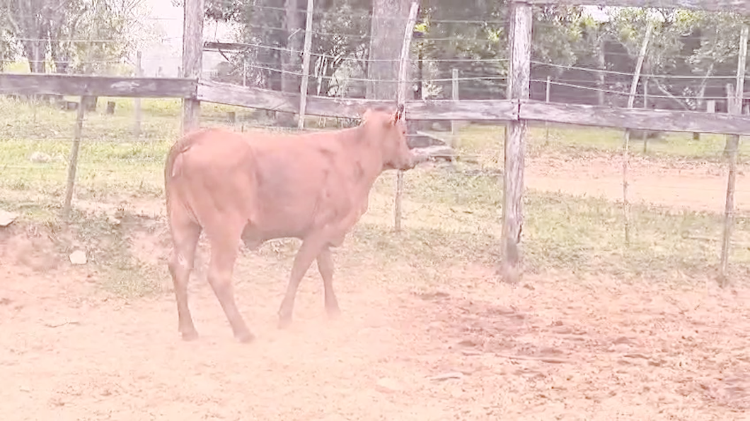 Lote Vaquillas Brangus a remate en Pantalla El Plantelaso 281kg -  en Cnel. Oviedo