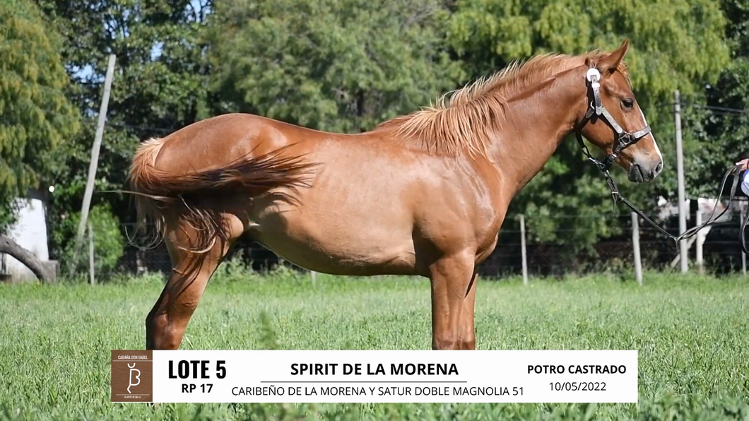 Lote SPIRIT DE LA MORENA