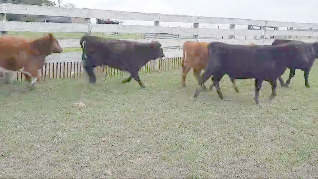 Lote 21 Terneras Angus,  Hereford y Cruzas a remate en 11º Subasta - CAB  177kg -  en Paraje La Laguna. Cerca Ombues Lavalle y Carmelo