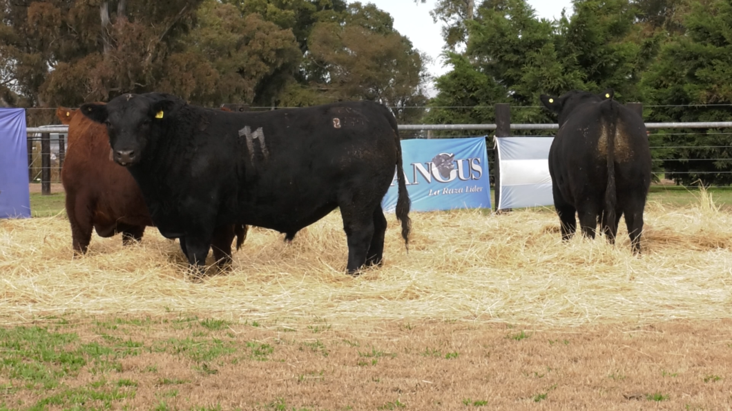 Lote TOROS ANGUS PURO CONTROLADO