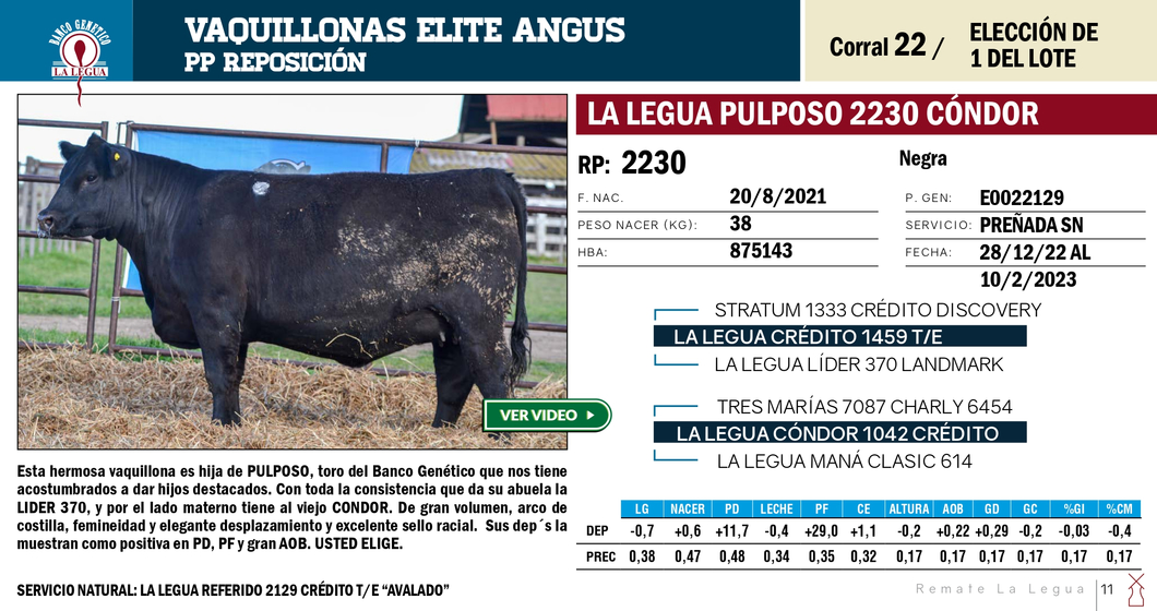 Lote VAQUILLONAS ANGUS  PP REPOSICIÓN LA LEGUA