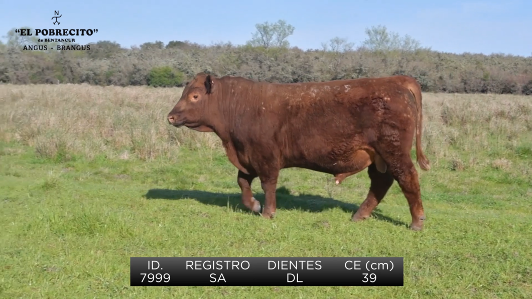 Lote Toros Angus SA a remate en El Pobrecito, Durazno