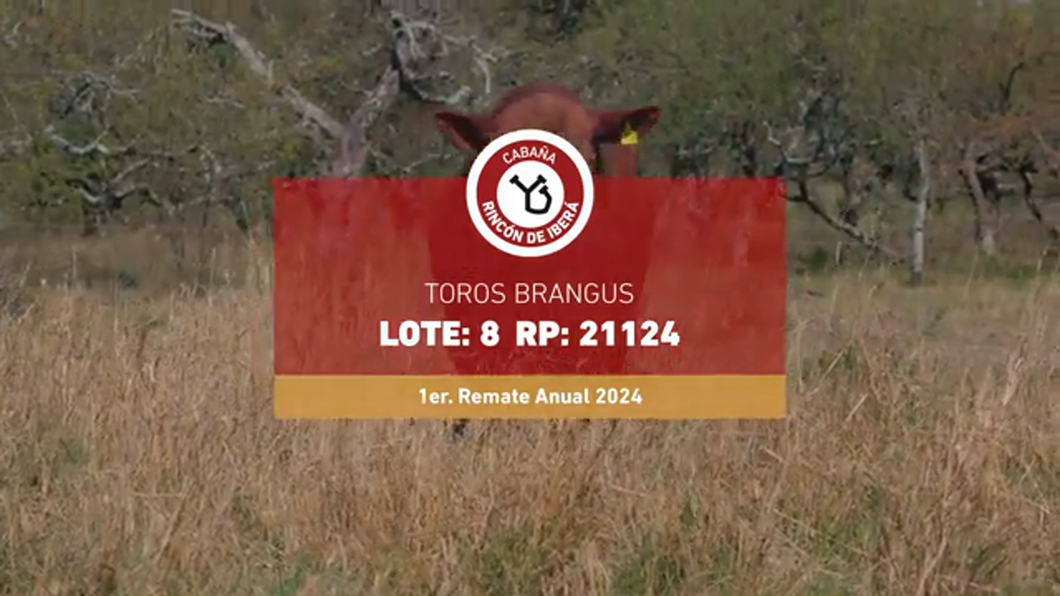 Lote RINCON IBERA 21124 DRAGO