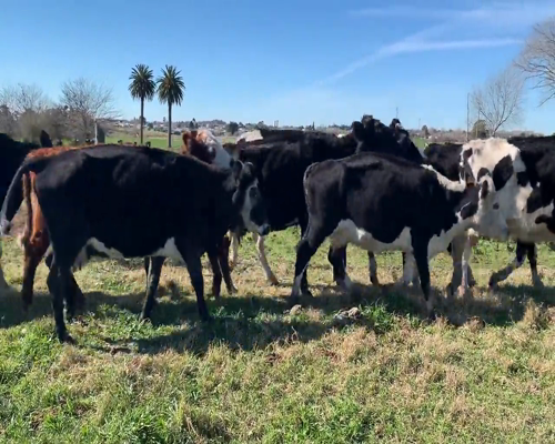 Lote (Vendido)12 Vacas de Invernada 7 HO,  1 NO,  1 NO X HO,  1 RA X HE,  1 HE X HO,  1 HE X SH a remate en 9vo Remate Virtual 480kg - , Colonia