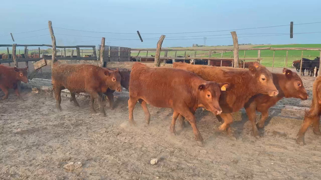 Lote 95 Terneras en Porvenir, Paysandú