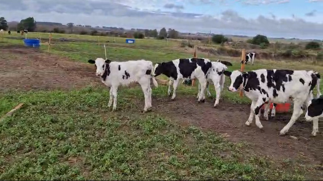 Lote 13 Terneros Holando a remate en Pantalla Camy  en Libertad