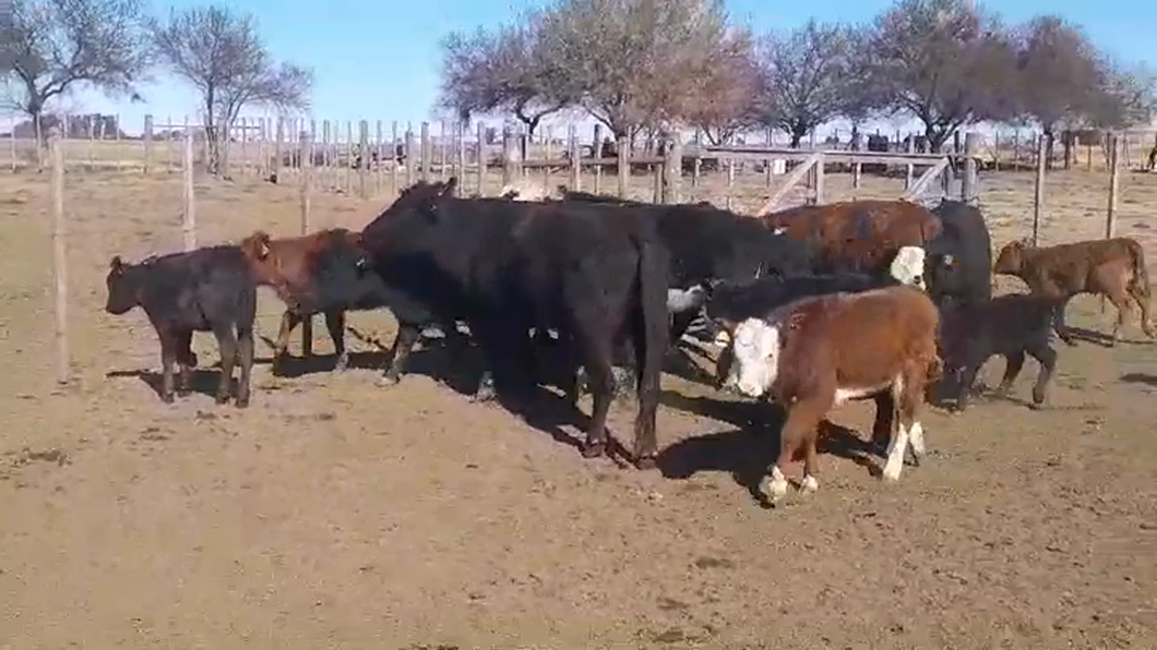 Lote (Vendido)12 Piezas de cría ANGUS/ HEREFORD a remate en #47 Pantalla Carmelo en LA CONCORDIA