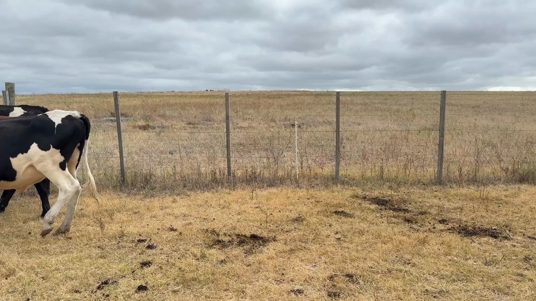 Lote NOVILLOS 1 a 2 AÑOS