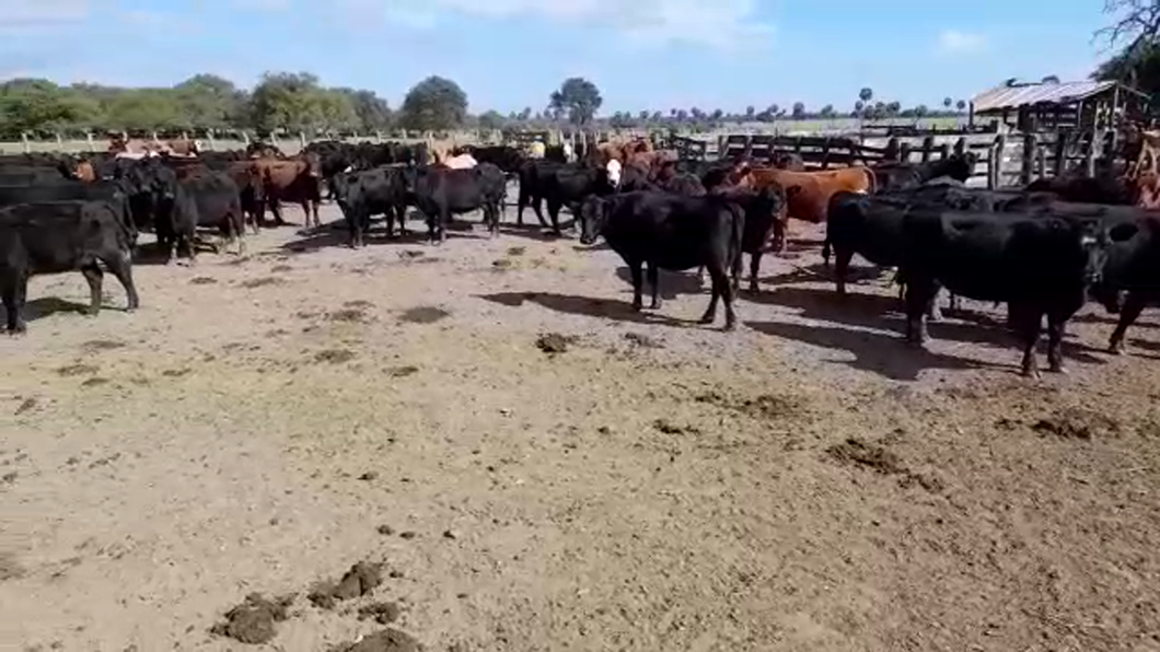 Lote 200 Vacas CUT preñadas en Entre Ríos, La Paz