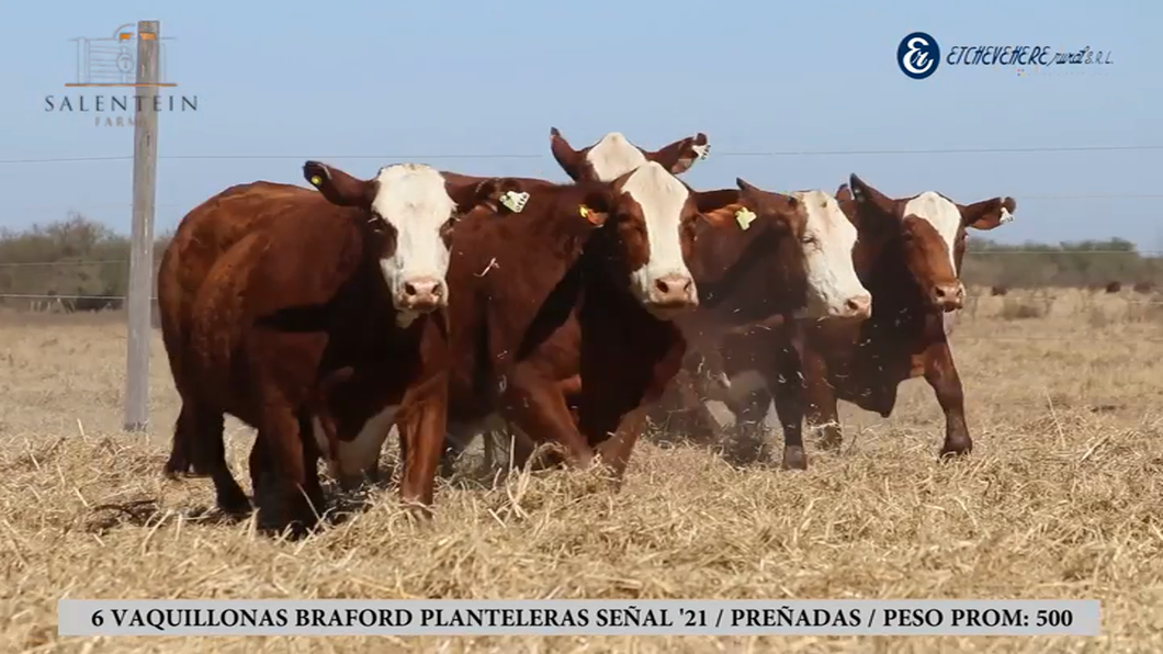 Lote Vaquillas Braford Planteleras Señal ´21-Preñadas IATF (21-12-2023) y Servicio Colectivo (30-12-2023 al 05/02/2024)