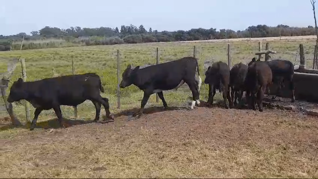 Lote TERNEROS