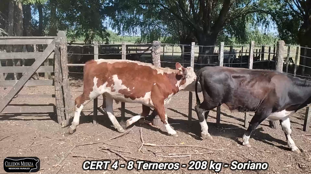 Lote 8 Terneros en Agraciada, Soriano