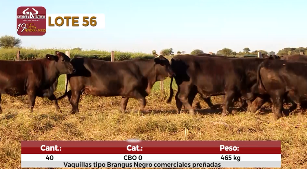 Lote Reproductores de Alborada - Lote 56