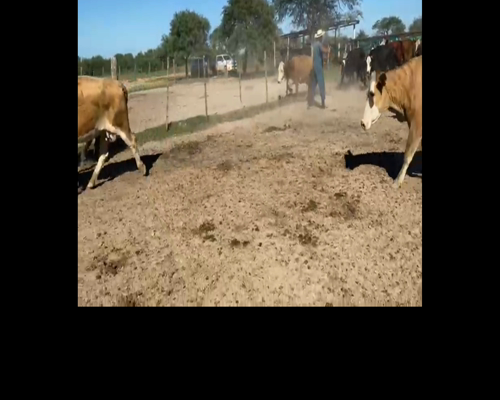 Lote 100 Vacas medio uso C/ gtia de preñez en Santa Fe, Capital
