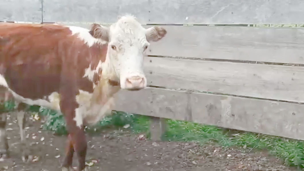 Lote (Vendido)Vacas de Invernada HEREFORD a remate en PANTALLA CAMY - SAN JOSE  1500 VACUNOS 330kg - , San José