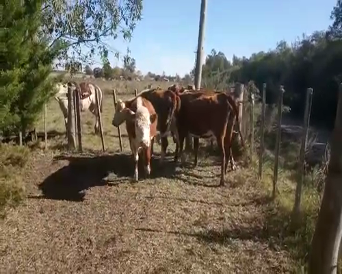 Lote 4 Vacas de Invernada HOLANDO 360kg - , San José
