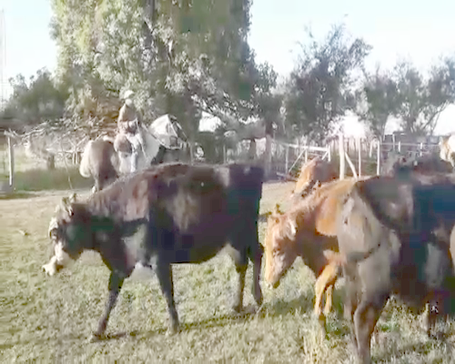 Lote 19 Vacas usadas preñadas en Brandsen, Buenos Aires