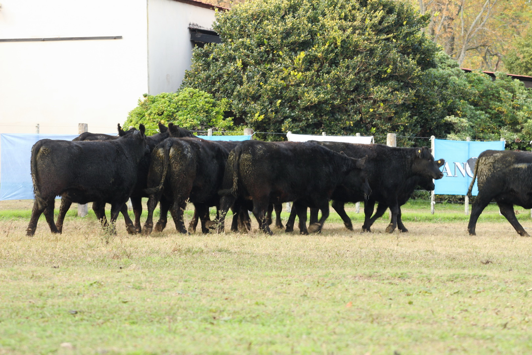 Lote CABAÑA “COEMBOTÁ” de Calderón: 10 VAQUILLAS MAS PREÑADAS