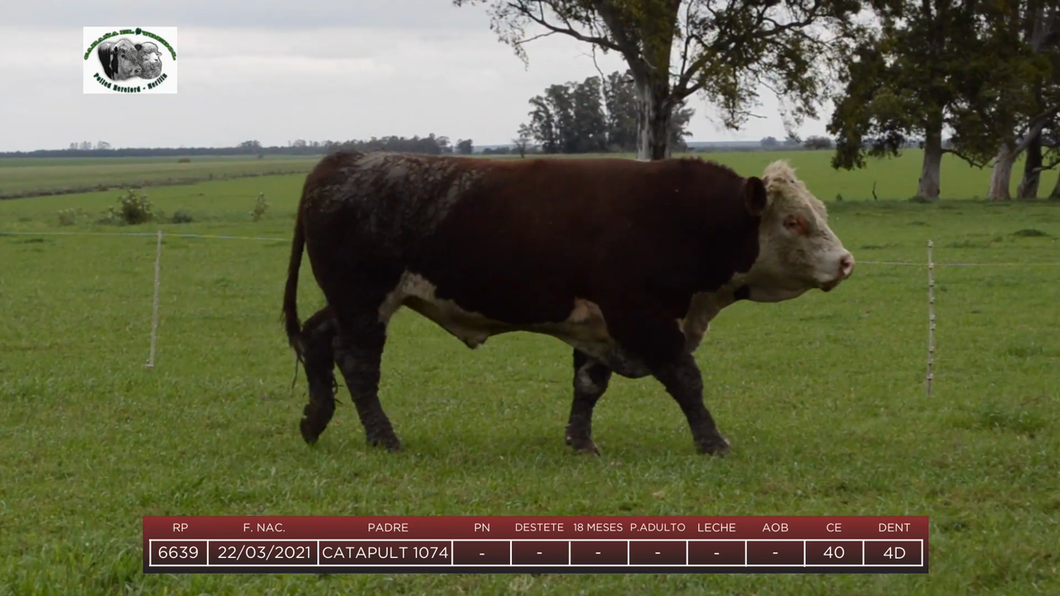 Lote Toros a remate en 6to Remate Anual Cabaña "El Trébol" de Martín Salto Stefani, Paysandú