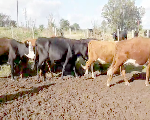 Lote 28 Vaquillonas Vacas Preñadas HEREFORD Y ANGUS a remate en Pantalla Camy 370kg - , San José